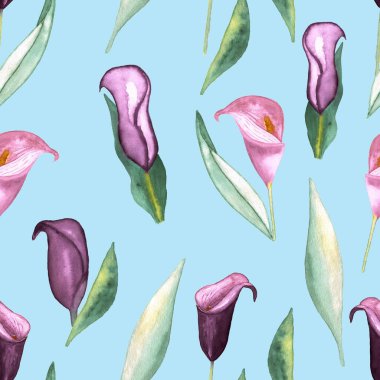 Mor Zantedeschia suluboya çiçeklerinin kusursuz deseni mavi arka planda, elle boyanmış resimli elementler.