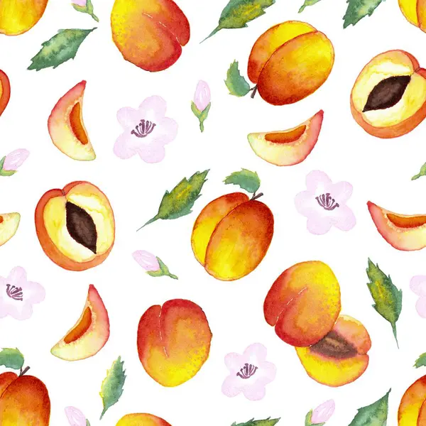 Kusursuz suluboya el çizimi. Beyaz arka planda yapraklı ve çiçekli yarım kayısılar.