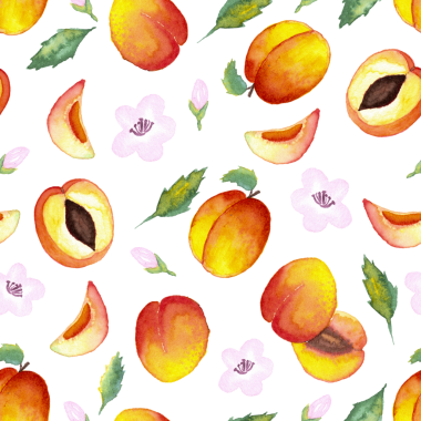 Kusursuz suluboya el çizimi. Beyaz arka planda yapraklı ve çiçekli yarım kayısılar.