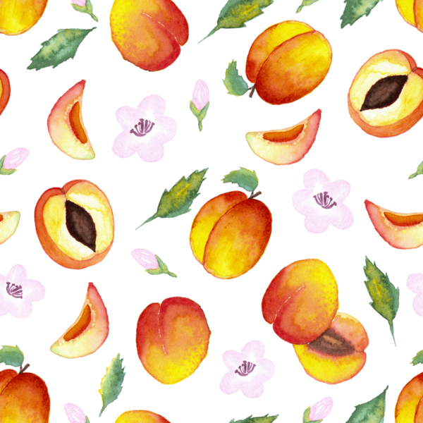 Kusursuz suluboya el çizimi. Beyaz arka planda yapraklı ve çiçekli yarım kayısılar.