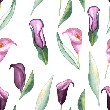 Beyaz arka planda mor Zantedeschia suluboya çiçeklerinin kusursuz deseni, elle boyanmış resimli elementler.