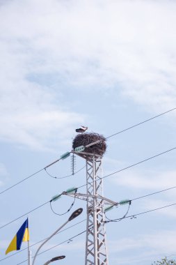 Elektrik direğinde leylek yuvası, mavi gökyüzünde Ukrayna bayrağı. Kuş yuvası elektrik inşaatında. Leylek ailesine yeni bir hayat. Ukrayna 'nın Doğa ve Hayvanat Bahçesi