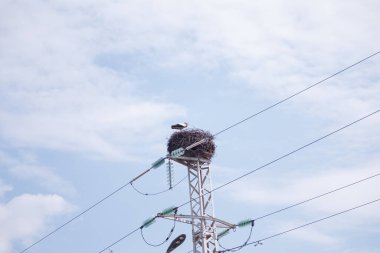 Siyah kanatlı güzel beyaz leylek mavi gökyüzündeki elektrik direğinde oturuyor. Kuş yuvası davranışı. Hayvanat bahçesi. Kentsel kuş hayatı