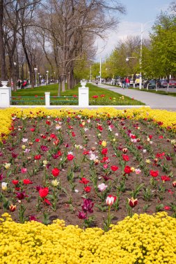 İzmail, Ukrayna. 7 Mayıs 2024. Bahar çiçekleriyle güzel şehir manzarası. Şehir parkında sarı çiçekler ve kırmızı laleler