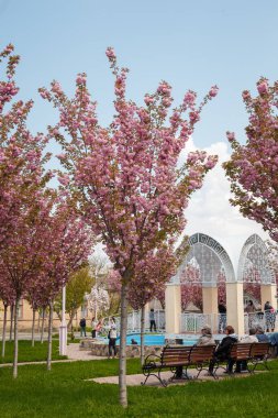 İzmail, Ukrayna. 7 Mayıs 2024. İnsanlar mavi gökyüzü arka planında parktaki çiçek açan sakura ağaçlarının arasında dinleniyorlar. Çiçekli Sacura İlkbaharı