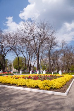 İzmail, Ukrayna. 7 Mayıs 2024. Bahar çiçekleriyle güzel şehir manzarası. Şehir parkında sarı çiçekler ve kırmızı laleler