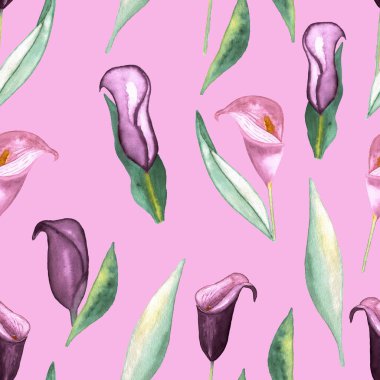 Pembe arka planda mor Zantedeschia suluboya çiçeklerinin kusursuz deseni, elle boyanmış resimli elementler.