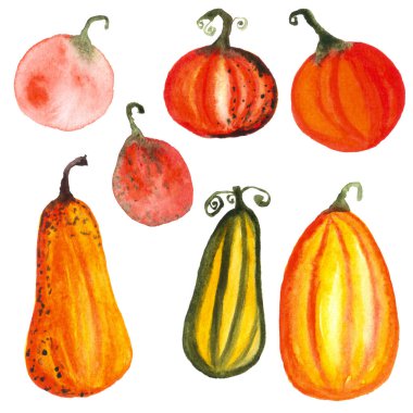 Beyaz arkaplandaki kabakların suluboya çizimleri, elle boyanmış elementler