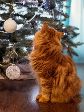 Noel kedisi. Noel ağacının arka planında pofuduk kırmızı kedi portresi ve çelenk ışıkları