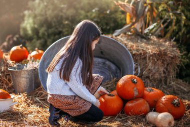 Sonbahar balkabağı hasadı. Çocuk ve portakal kabağı çiftçi pazarında ya da mevsimlik festivalde. Balkabaklarının arasında oynayan tatlı küçük kız. Şükran Günü ve Cadılar Bayramı.