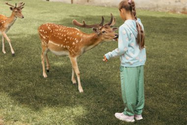 Çocuk açık safari parkında geyik besliyor. Çiftlikte ren geyiğini izleyen küçük bir kız. Çocuk ve evcil hayvan. Hayvanat bahçesine yaz tatili.