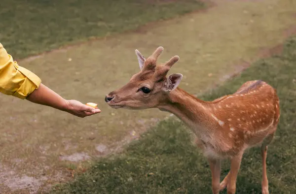 Cerfs Mangeant Nourriture Main Zoo Familial Pour Animaux Compagnie Gros — Photo