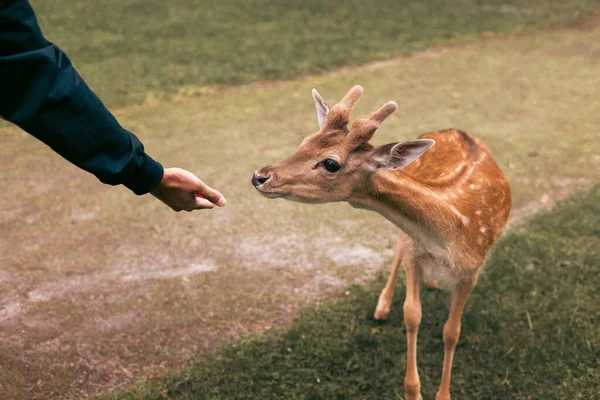 Deer Eating Food Hand Family Petting Zoo Close Holidays National — Stock Photo, Image