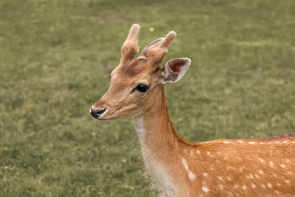Head Close Fallow Deer Green Background — Stock Photo, Image