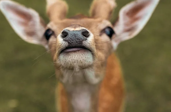緑の背景に対する落下鹿のヘッドクローズアップ — ストック写真