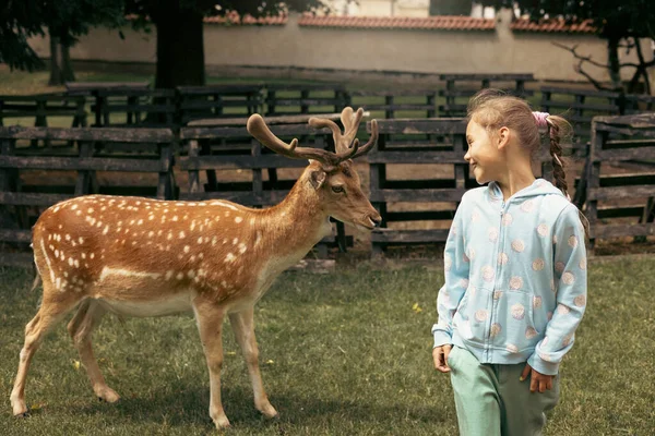 Child Feeding Wild Deer Outdoor Safari Park Little Girl Watching — Stock Photo, Image