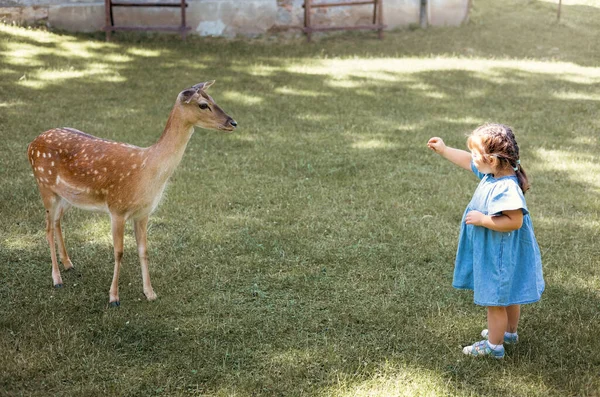 Child Feeding Wild Deer Outdoor Safari Park Little Girl Watching — Stock Photo, Image