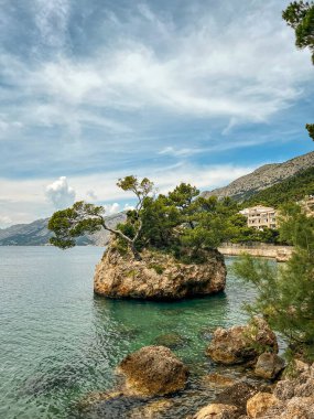 Hırvatistan 'ın deniz kıyısında çiçekler ve ağaçlar. Yaz tatili ve seyahat