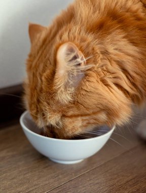 Büyük kızıl kedi kaseden yer. Evcil hayvanlar ve onların beslenmesi