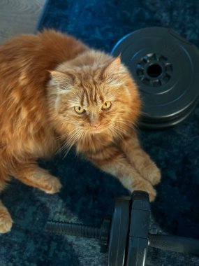 Zencefilli kedi evde spor yapmak için dambılların yanındaki odada yatıyor.