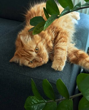 Oturma odasındaki kanepede dinlenen sevimli kızıl kedi, kapalı alandaki bitkilerin arasında.