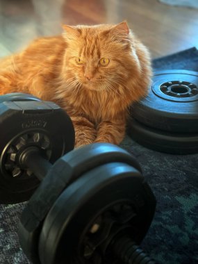 Zencefilli kedi evde spor yapmak için dambılların yanındaki odada yatıyor.