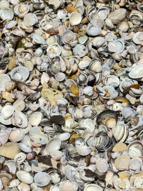 Küçük göl kabuklarının arkaplanı