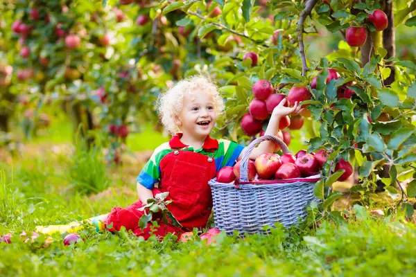 子ファームで秋のりんごを選ぶします リンゴの木の果樹園で遊んで金髪の巻き毛少年 子供たちは バスケットにフルーツを拾います 幼児食果実は落下収穫です 屋外の楽しさと健康的な栄養 — ストック写真