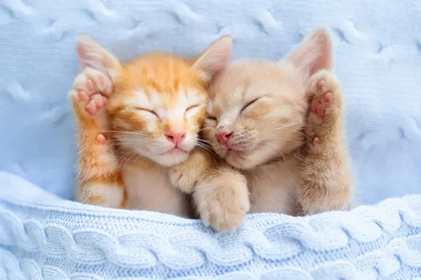 小猫咪在睡觉金吉猫躺在毛毯下的沙发上 两只猫抱抱着 睡眠和舒适的小睡时间 家养宠物 小猫咪 家里有趣的猫 图库照片