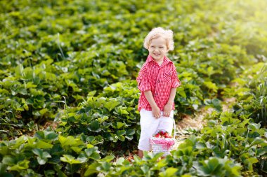 Güneşli yaz gününde meyve tarlasında çilek toplayan bir çocuk. Çocuklar kendi böğürtlen tarlanızı toplamak için taze olgun organik çilekleri beyaz sepette toplarlar. Küçük çocuk çilek yiyor..