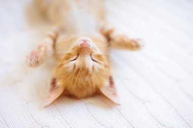 Yavru kedi uyuyor. Örgü battaniyenin altındaki kanepede kızıl kedi yavrusu. Evcil hayvan. Uyku ve rahat uyku zamanı. Ev hayvanı. Genç kediler. Evdeki sevimli komik kediler..