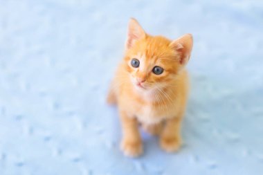 Yavru kedi. Zencefilli kedi yavrusu kanepede örülmüş battaniyeyle oynuyor. Evcil hayvan. Ev hayvanı. Genç kediler. Evde sevimli komik kediler oynuyor..