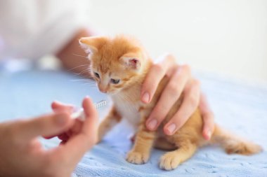 Veteriner kliniğinde kedi yavrusu. Kontrol ve aşılamada küçük yavru kedi. Genç hayvanın tıbbi muayenesi. Evcil hayvan bakımı. Doktor kedileri kontrol etti. Yavru kediler için şırıngada aşı ve ilaç.