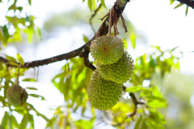 Durian ağaçta büyüyor. Tayland ve Malezya 'nın egzotik tropikal meyveleri. Meyve kralı. Güneydoğu Asya 'daki organik çiftlikteki lezzetli olgun durianlar..