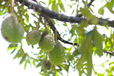 Durian ağaçta büyüyor. Tayland ve Malezya 'nın egzotik tropikal meyveleri. Meyve kralı. Güneydoğu Asya 'daki organik çiftlikteki lezzetli olgun durianlar..