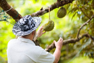Durian ağaçta büyüyor. Tayland ve Malezya 'nın egzotik tropikal meyvelerini toplayan çiftçi. Meyve kralı. Güneydoğu Asya 'daki organik çiftlikte olgun duryalıları izleyen bir adam.. 