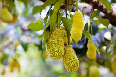 Jackfruit ağaçta yetişiyor. Tayland ve Malezya tropikal meyve. Organik çiftlikte egzotik sağlıklı jack meyve.