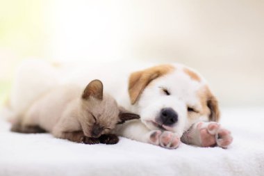 Kedi ve köpek birlikte yatıyor. Yavru kedi ve köpek kestiriyor. Ev hayvanları. Hayvan bakımı. Aşk ve arkadaşlık. Evcil hayvanlar.