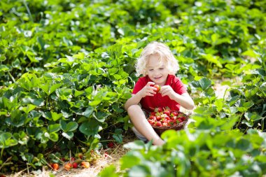 Güneşli yaz gününde meyve tarlasında çilek toplayan bir çocuk. Çocuklar kendi böğürtlen tarlanızı toplamak için taze olgun organik çilekleri beyaz sepette toplarlar. Küçük çocuk çilek yiyor..