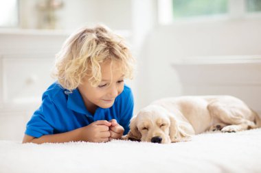 Bebek köpekle oynayan çocuk. Çocuklar köpek yavrusuyla oynar. Küçük çocuk ve Amerikan cocker spaniel evde yatakta. Çocuklar ve evcil hayvanlar evde. Çocuk evcil hayvanla şekerleme yapıyor. Hayvan bakımı.