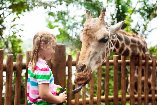 Aile zürafa hayvanat bahçesinde. Çocuk zürafalar tropikal safari parkında Singapur'da yaz tatili besleme. Çocuklara göz kulak hayvanlar. Vahşi hayvan için meyve veren küçük kız.