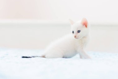 Mavi battaniyedeki yavru kedi. Örgü örülmüş bir battaniyenin üzerindeki beyaz kedi yavrusu. Evcil hayvan. Uyku ve rahat uyku zamanı. Ev hayvanı. Genç kediler. Evdeki sevimli komik kediler..