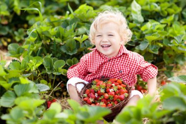 Güneşli yaz gününde meyve tarlasında çilek toplayan bir çocuk. Çocuklar kendi böğürtlen tarlanızı toplamak için taze olgun organik çilekleri beyaz sepette toplarlar. Küçük çocuk çilek yiyor..