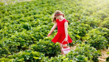 Güneşli yaz gününde meyve tarlasında çilek toplayan bir çocuk. Çocuklar kendi böğürtlen tarlanızı toplamak için taze olgun organik çilekleri beyaz sepette toplarlar. Küçük kız çilek yiyor..