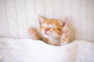 Yavru kedi uyuyor. Örgü battaniyenin altındaki kanepede kızıl kedi yavrusu. Evcil hayvan. Uyku ve rahat uyku zamanı. Ev hayvanı. Genç kediler. Evdeki sevimli komik kediler..