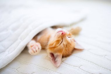 Yavru kedi uyuyor. Örgü battaniyenin altındaki kanepede kızıl kedi yavrusu. Evcil hayvan. Uyku ve rahat uyku zamanı. Ev hayvanı. Genç kediler. Evdeki sevimli komik kediler..