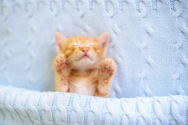 Yavru kedi uyuyor. Örgü battaniyenin altındaki kanepede kızıl kedi yavrusu. Evcil hayvan. Uyku ve rahat uyku zamanı. Ev hayvanı. Genç kediler. Evdeki sevimli komik kediler..