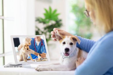 Veterinerle çevrimiçi danışmanlık. Veteriner görüntülü sohbet yoluyla hayvanı inceliyor. Karantina sırasında köpek kontrolü. Veteriner doktor, evcil hayvanı konferans çağrısında kontrol ediyor. Uzaktan ilaç ve acil yardım.
