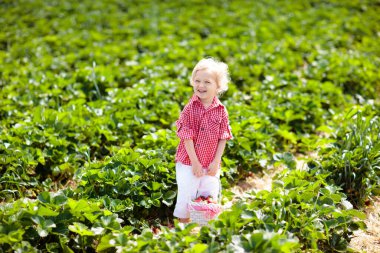 Güneşli yaz gününde meyve tarlasında çilek toplayan bir çocuk. Çocuklar kendi böğürtlen tarlanızı toplamak için taze olgun organik çilekleri beyaz sepette toplarlar. Küçük çocuk çilek yiyor..