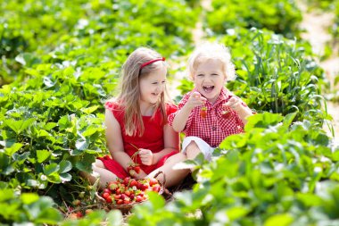 Çocuklar güneşli yaz gününde meyve tarlasında çilek topluyor. Çocuklar kendi böğürtlen tarlanızı toplamak için taze olgun organik çilekleri beyaz sepette toplarlar. Kız ve erkek çilek yiyor..